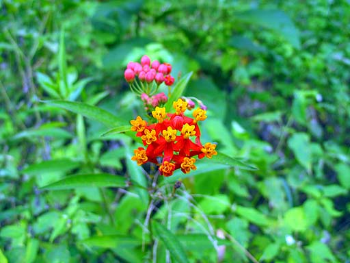 Close up of some colorful flowers.jpg