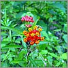 Close up of some colorful flowers.jpg