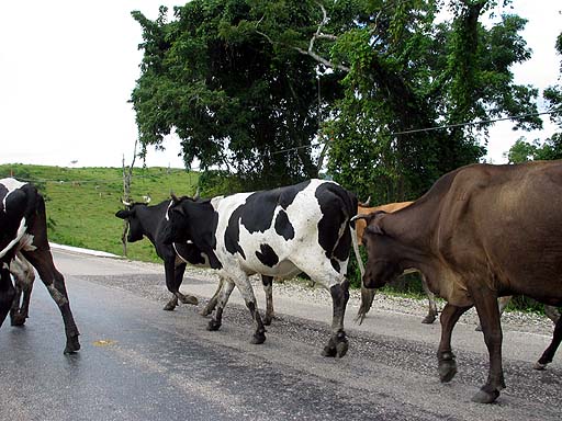 Rush hour traffic... a common scene.jpg