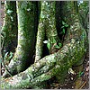 Twisted tree trunks .jpg