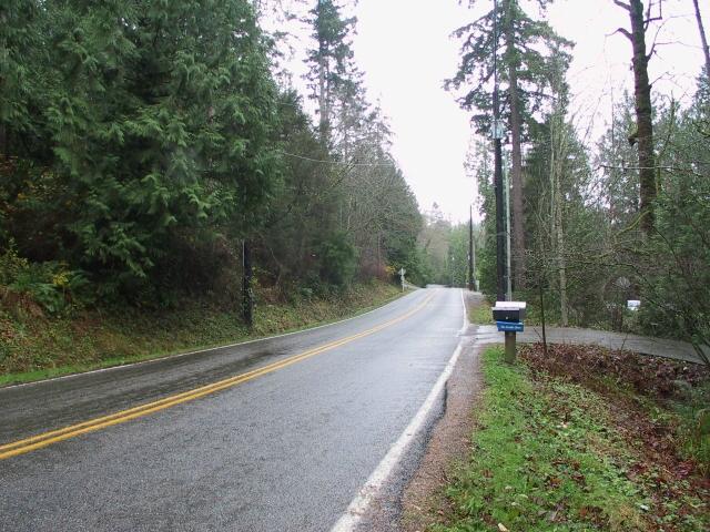 Lush Seattle Vegetation 2.jpg