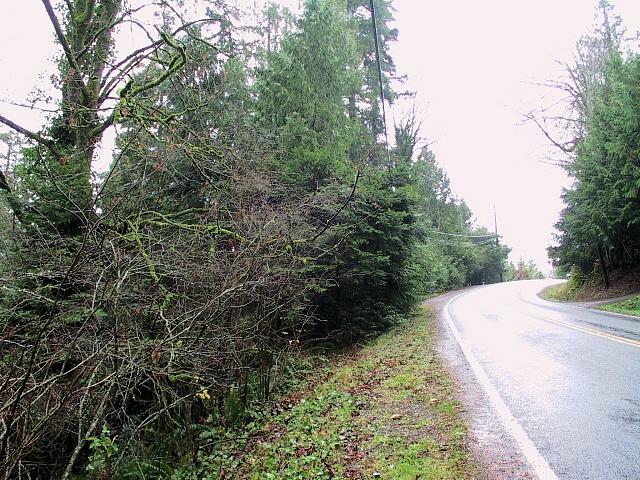 Lush Seattle Vegetation 3.jpg