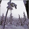 Whistler 6.JPG