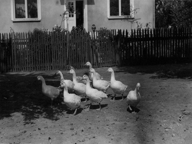 Geese on Pop's farm.jpg