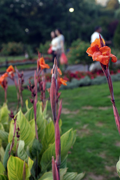 Boston's Public Garden