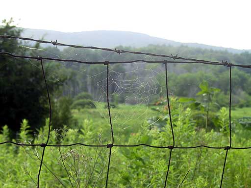 Spiders web in the fence.jpg